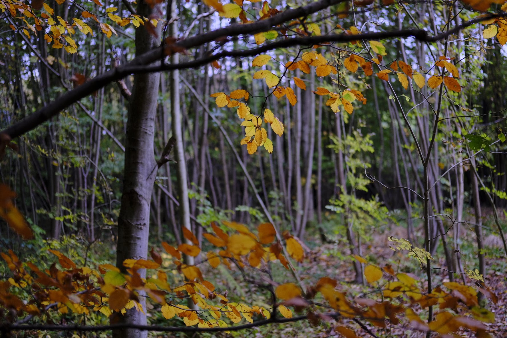 Life Coaching im Wald
