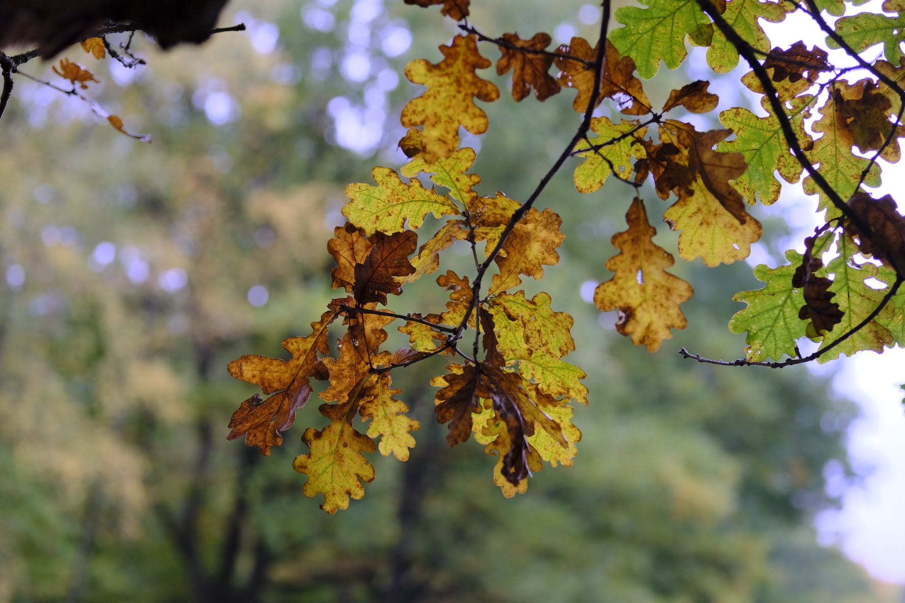 Life Coaching in der Natur