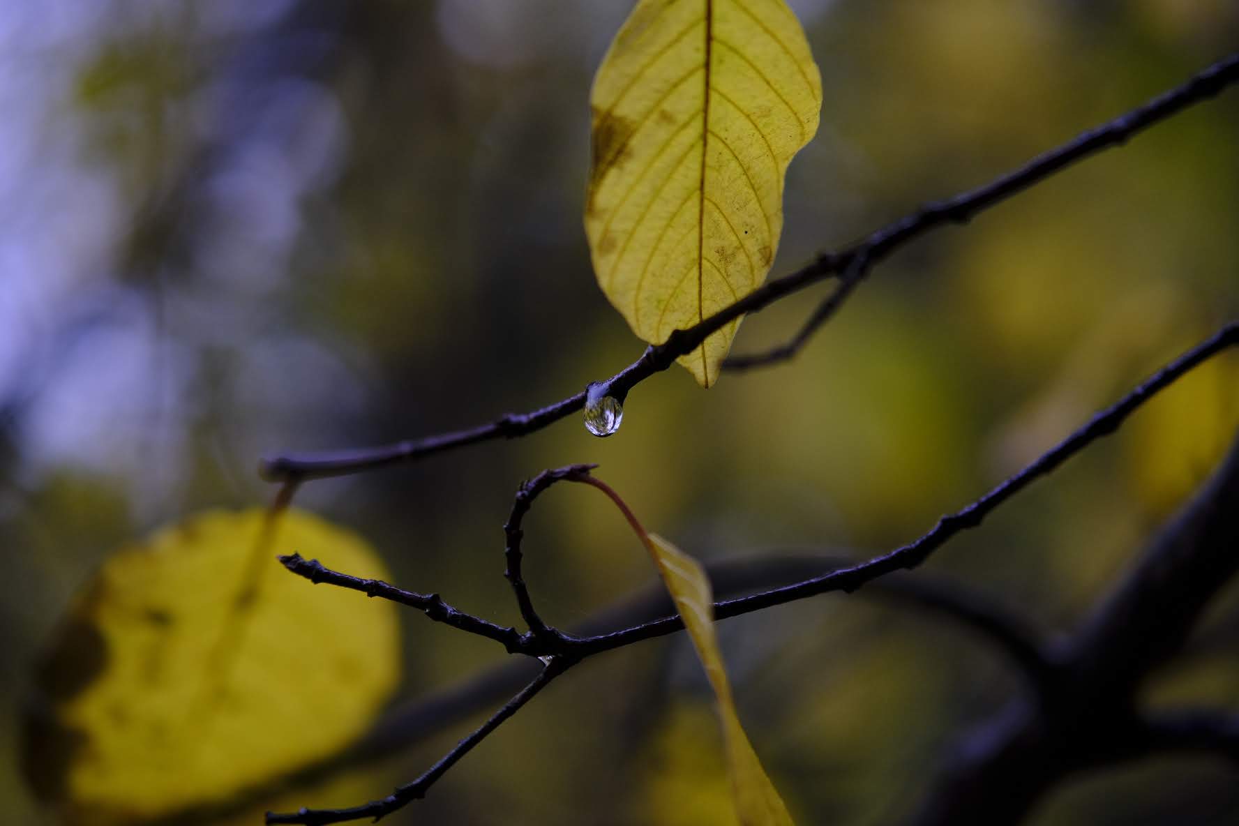 Life Coaching im Wald